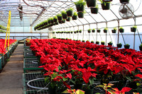 Poinsettias Sale 12.1.24