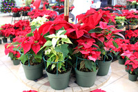 Poinsettia Sale 12:5:24